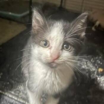 Tasha -  Domestic Short Hair Cat for Adoption in Liverpool, Texas - Tasha | PetCurious