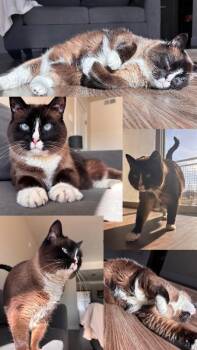Beans -  Snowshoe Cat for Adoption in Fruit Heights, Utah - Beans | PetCurious