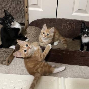 Spin Class -  Domestic Medium Hair Cat for Adoption in Charlottesville, Virginia - Spin Class | PetCurious