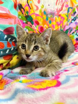 Rescue Domestic Short Hair Cats for Adoption in Effingham, Illinois - Zaylee | PetCurious