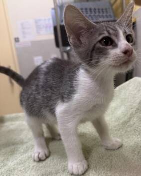 Anna -  Domestic Short Hair Cat for Adoption in Honolulu, Hawaii - Anna | PetCurious