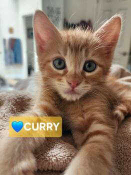 Curry -  Domestic Short Hair and Tabby Cat for Adoption in Yorba Linda, California - Curry | PetCurious