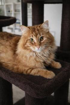 Domestic Long Hair Cats Available for Adoption - Tony | PetCurious