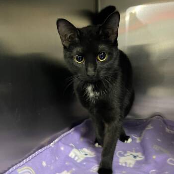 Bombay and Domestic Short Hair Cats Available for Adoption in Wyandotte, Michigan - Jane @ Livonia PetSmart | PetCurious