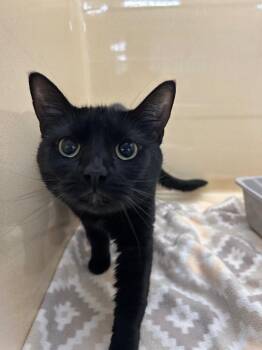 Domestic Short Hair Cats Available for Adoption in Gautier, Mississippi - Spam | PetCurious