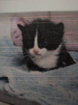 Derek -  Domestic Short Hair Cat for Adoption in Parker, Colorado - Derek | PetCurious