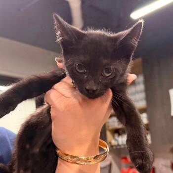 Jackson -  Domestic Short Hair Cat for Adoption in Tampa, Florida - Jackson | PetCurious