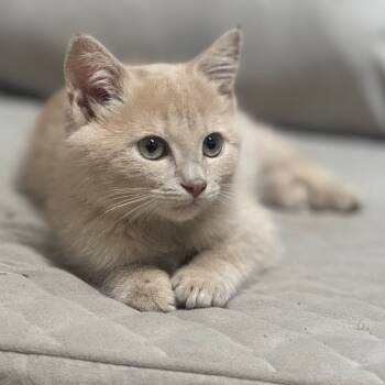 Rescue Domestic Medium Hair Cats for Adoption in Columbus, North Carolina - Candy Corn | PetCurious
