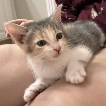 Domestic Short Hair Cats Available for Adoption in Austin, Texas - Apple Bottom Jeans 7 | PetCurious