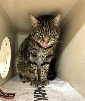 Domestic Short Hair Cats Available for Adoption - Bobby - Available 3/16 | PetCurious