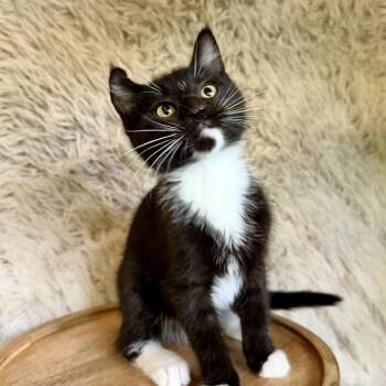 Rotini -  Domestic Short Hair Cat for Adoption in Belfair, Washington - Rotini | PetCurious