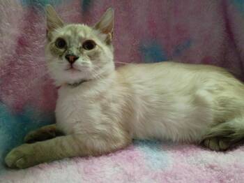 Siamese Cats Available for Adoption in Mount Pleasant, Texas - Hercules  | PetCurious