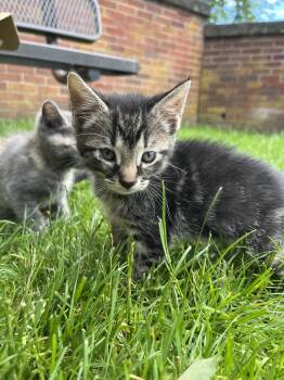 Shrimp Dumpling -  Domestic Short Hair Cat for Adoption in Philadelphia, Pennsylvania - Shrimp Dumpling | PetCurious