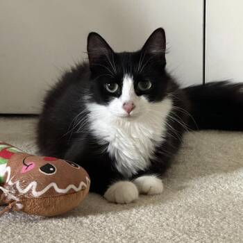 Rescue Domestic Long Hair Cats for Adoption in Lambertville, New Jersey - Anastasia | PetCurious