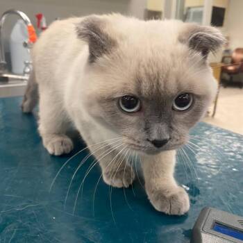 Scottish Fold and Siamese Cats Available for Adoption - WAGS-Stray-20593 | PetCurious