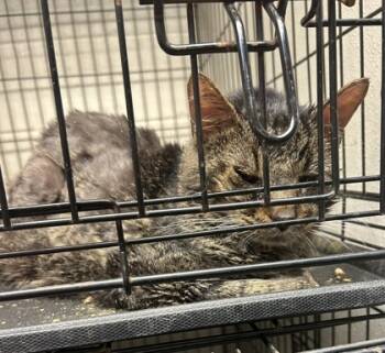 Rescue Domestic Short Hair Cats for Adoption in Anderson, Indiana - Walter Matthau | PetCurious