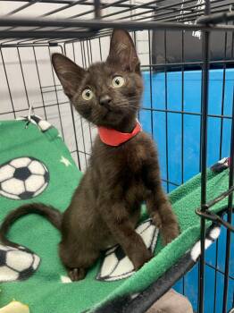 Domestic Short Hair Cats Available for Adoption in Plano, Texas - Jiji | PetCurious