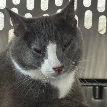 Sunbeam -  Domestic Short Hair Cat for Adoption in Des Moines, Iowa - Sunbeam | PetCurious