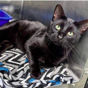 Domestic Short Hair Cats Available for Adoption - James | PetCurious