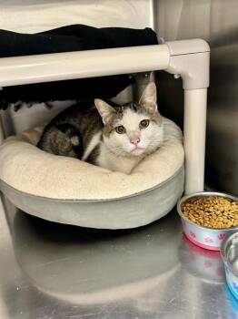 Domestic Short Hair Cats Available for Adoption in Frisco, Colorado - MIKO | PetCurious