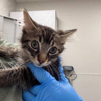 Tommen -  Domestic Medium Hair Cat for Adoption in Columbiana, Alabama - Tommen | PetCurious