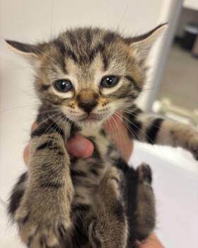 Rescue Domestic Short Hair Cats for Adoption in Greenfield, Indiana - Grumpy | PetCurious