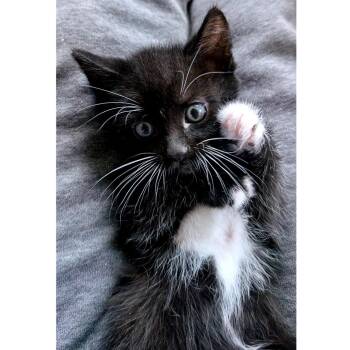 Domestic Short Hair Cats Available for Adoption in Austin, Texas - Ultra Glow 4 | PetCurious