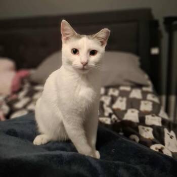 Rescue Domestic Short Hair Cats for Adoption in Vine Grove, Kentucky - Woody | PetCurious