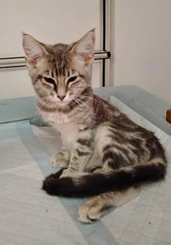 Ellie -  Domestic Short Hair Cat for Adoption in Woodland, California - Ellie | PetCurious