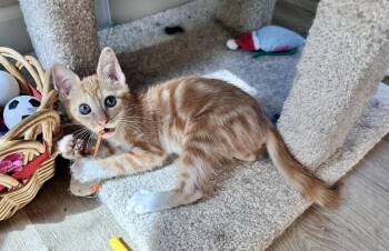 Dessa -  Domestic Short Hair Cat for Adoption in West Palm Beach, Florida - Dessa | PetCurious
