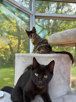 Soy Sauce & Cheesecake -  Domestic Short Hair Cat for Adoption in Brantford, Ontario - Soy Sauce & Cheesecake | PetCurious