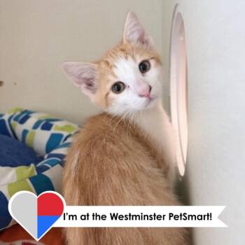 Sashimi -  Domestic Short Hair Cat for Adoption in Fort Collins, Colorado - Sashimi | PetCurious