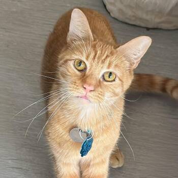 Joey -  Domestic Short Hair Cat for Adoption in Port Washington, New York - Joey | PetCurious
