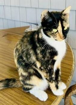 Sicily -  Calico Cat for Adoption in Hull, Massachusetts - Sicily | PetCurious