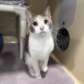 Domestic Short Hair and Dilute Calico Cats Available for Adoption - Guacamole | PetCurious