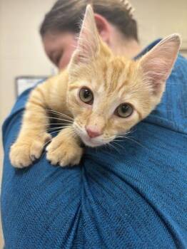 Steven -  Domestic Short Hair Cat for Adoption in Fishers, Indiana - Steven | PetCurious