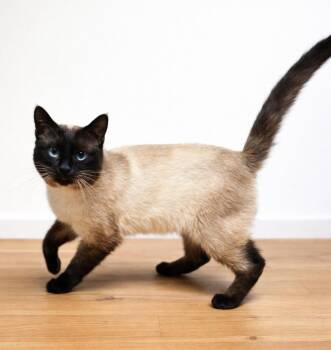 Siamese and Domestic Short Hair Cats Available for Adoption in Homer Glen, Illinois - Siber | PetCurious