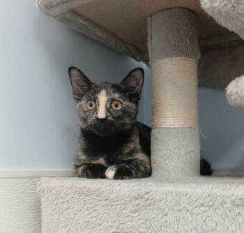 Rescue Domestic Short Hair Cats for Adoption in Sunrise Beach, Missouri - Imara | PetCurious