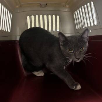 Gray Boy -  Domestic Short Hair Cat for Adoption in Harrisonburg, Virginia - Gray Boy | PetCurious