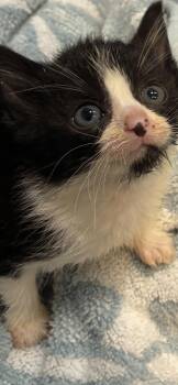 Minnie -  Domestic Short Hair Cat for Adoption in East Brunswick, New Jersey - Minnie | PetCurious