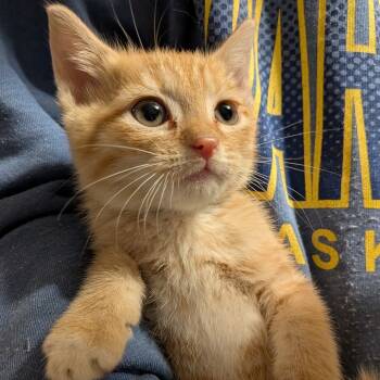 Rescue Domestic Short Hair Cats for Adoption in Fairfax Station, Virginia - Copper | PetCurious