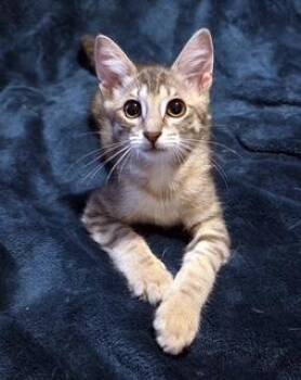 Georgia -  Tabby Cat for Adoption in Phoenix, Arizona - Georgia | PetCurious