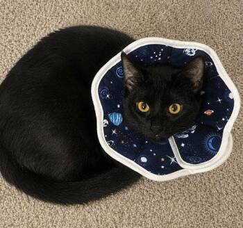 Rosemary - PSP -  Domestic Short Hair Cat for Adoption in Oakland Park, Florida - Rosemary - PSP | PetCurious
