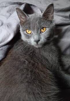 Rescue American Shorthair Cats for Adoption in Monroeville, Pennsylvania - Nalani | PetCurious