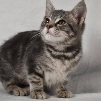Domestic Short Hair Cats Available for Adoption in Johnson City, Tennessee - Fable | PetCurious