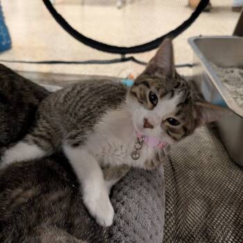 Rescue Domestic Short Hair Cats for Adoption in Sioux Falls, South Dakota - Gema | PetCurious
