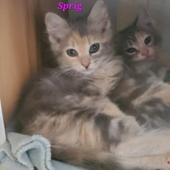 Sprig -  Domestic Medium Hair Cat for Adoption in Diamond Springs, California - Sprig | PetCurious