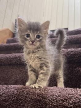 Domestic Short Hair Cats Available for Adoption in Fruit Heights, Utah - Bella | PetCurious