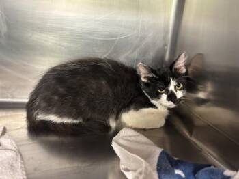 LINT -  Domestic Short Hair Cat for Adoption in Grand Prairie, Texas - LINT | PetCurious