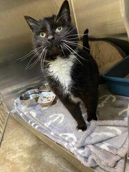 Domestic Short Hair Cats Available for Adoption in Coupeville, Washington - Shadowheart | PetCurious